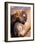 Mom and Baby Sea Lions, South Plaza Island, Galapagos Islands National Park, Ecuador-Stuart Westmoreland-Framed Photographic Print