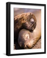 Mom and Baby Sea Lions, South Plaza Island, Galapagos Islands National Park, Ecuador-Stuart Westmoreland-Framed Photographic Print