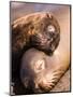 Mom and Baby Sea Lions, South Plaza Island, Galapagos Islands National Park, Ecuador-Stuart Westmoreland-Mounted Photographic Print