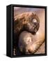 Mom and Baby Sea Lions, South Plaza Island, Galapagos Islands National Park, Ecuador-Stuart Westmoreland-Framed Stretched Canvas