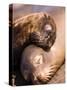 Mom and Baby Sea Lions, South Plaza Island, Galapagos Islands National Park, Ecuador-Stuart Westmoreland-Stretched Canvas