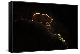 Mom bear with cub-Xavier Ortega-Framed Stretched Canvas