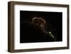 Mom bear with cub-Xavier Ortega-Framed Photographic Print