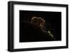 Mom bear with cub-Xavier Ortega-Framed Photographic Print