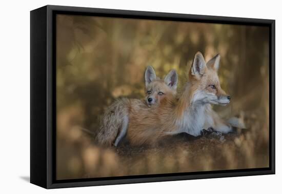 Mom Pillow-Ling Zhang-Framed Stretched Canvas