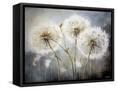 Framed Canvas