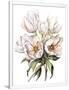 Gramercy White