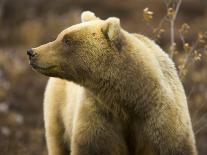 Grizzly Bear Female in Tundra-Momatiuk - Eastcott-Stretched Canvas