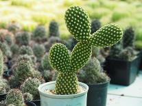 Cactus Called Bunny Ear Cactus, Bunny Cactus or Polka Dot Cactus in a Pot on a Green Background.-Mon_camera-Mounted Photographic Print