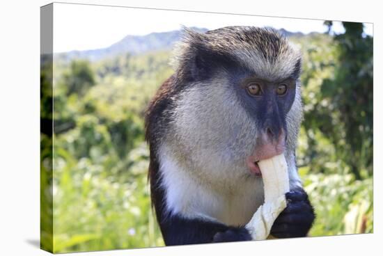 Mona Monkey (Cercopithecus Mona) Eats Banana-Eleanor-Stretched Canvas