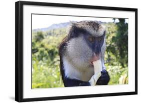 Mona Monkey (Cercopithecus Mona) Eats Banana-Eleanor-Framed Photographic Print