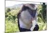 Mona Monkey (Cercopithecus Mona) Eats Banana-Eleanor-Mounted Photographic Print