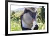 Mona Monkey (Cercopithecus Mona) Eats Banana-Eleanor-Framed Photographic Print