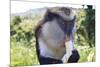 Mona Monkey (Cercopithecus Mona) Eats Banana-Eleanor-Mounted Photographic Print