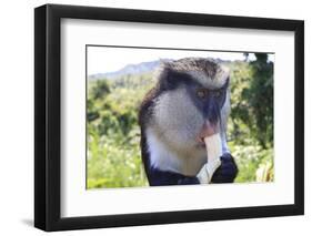 Mona Monkey (Cercopithecus Mona) Eats Banana-Eleanor-Framed Premium Photographic Print