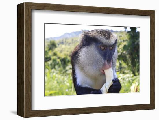 Mona Monkey (Cercopithecus Mona) Eats Banana-Eleanor-Framed Photographic Print