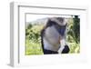 Mona Monkey (Cercopithecus Mona) Eats Banana-Eleanor-Framed Photographic Print