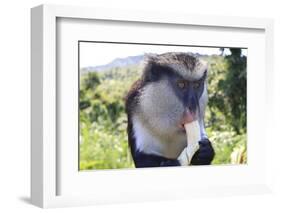 Mona Monkey (Cercopithecus Mona) Eats Banana-Eleanor-Framed Photographic Print