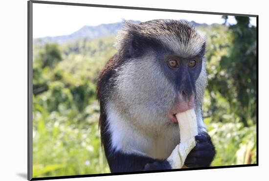 Mona Monkey (Cercopithecus Mona) Eats Banana-Eleanor-Mounted Photographic Print