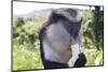 Mona Monkey (Cercopithecus Mona) Eats Banana-Eleanor-Mounted Photographic Print