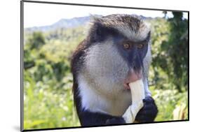 Mona Monkey (Cercopithecus Mona) Eats Banana-Eleanor-Mounted Photographic Print