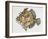 Monacanthus Spinosissimum, Monacanthidae-null-Framed Giclee Print