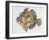 Monacanthus Spinosissimum, Monacanthidae-null-Framed Giclee Print