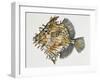 Monacanthus Spinosissimum, Monacanthidae-null-Framed Giclee Print