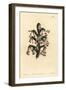 Monadelphous Heath, Erica Monadelpha-Sydenham Teast Edwards-Framed Giclee Print