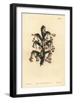 Monadelphous Heath, Erica Monadelpha-Sydenham Teast Edwards-Framed Giclee Print