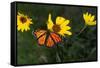 Monarch 1-Gordon Semmens-Framed Stretched Canvas