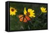 Monarch 1-Gordon Semmens-Framed Stretched Canvas