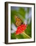 Monarch 1-Dennis Goodman-Framed Photographic Print