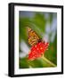 Monarch 1-Dennis Goodman-Framed Photographic Print