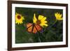 Monarch 1-Gordon Semmens-Framed Photographic Print