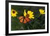 Monarch 1-Gordon Semmens-Framed Photographic Print