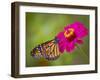 Monarch 2-Dennis Goodman-Framed Photographic Print