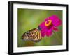 Monarch 2-Dennis Goodman-Framed Photographic Print