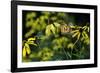 Monarch 2-Gordon Semmens-Framed Photographic Print