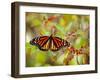 Monarch 3-Dennis Goodman-Framed Photographic Print