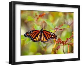 Monarch 3-Dennis Goodman-Framed Photographic Print