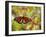 Monarch 3-Dennis Goodman-Framed Photographic Print