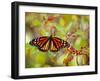 Monarch 3-Dennis Goodman-Framed Photographic Print