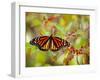 Monarch 3-Dennis Goodman-Framed Photographic Print