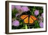 Monarch 3-Gordon Semmens-Framed Photographic Print