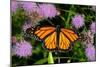 Monarch 3-Gordon Semmens-Mounted Photographic Print