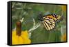 Monarch 4-Gordon Semmens-Framed Stretched Canvas