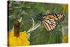 Monarch 4-Gordon Semmens-Stretched Canvas