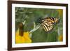 Monarch 4-Gordon Semmens-Framed Photographic Print