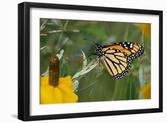 Monarch 4-Gordon Semmens-Framed Photographic Print